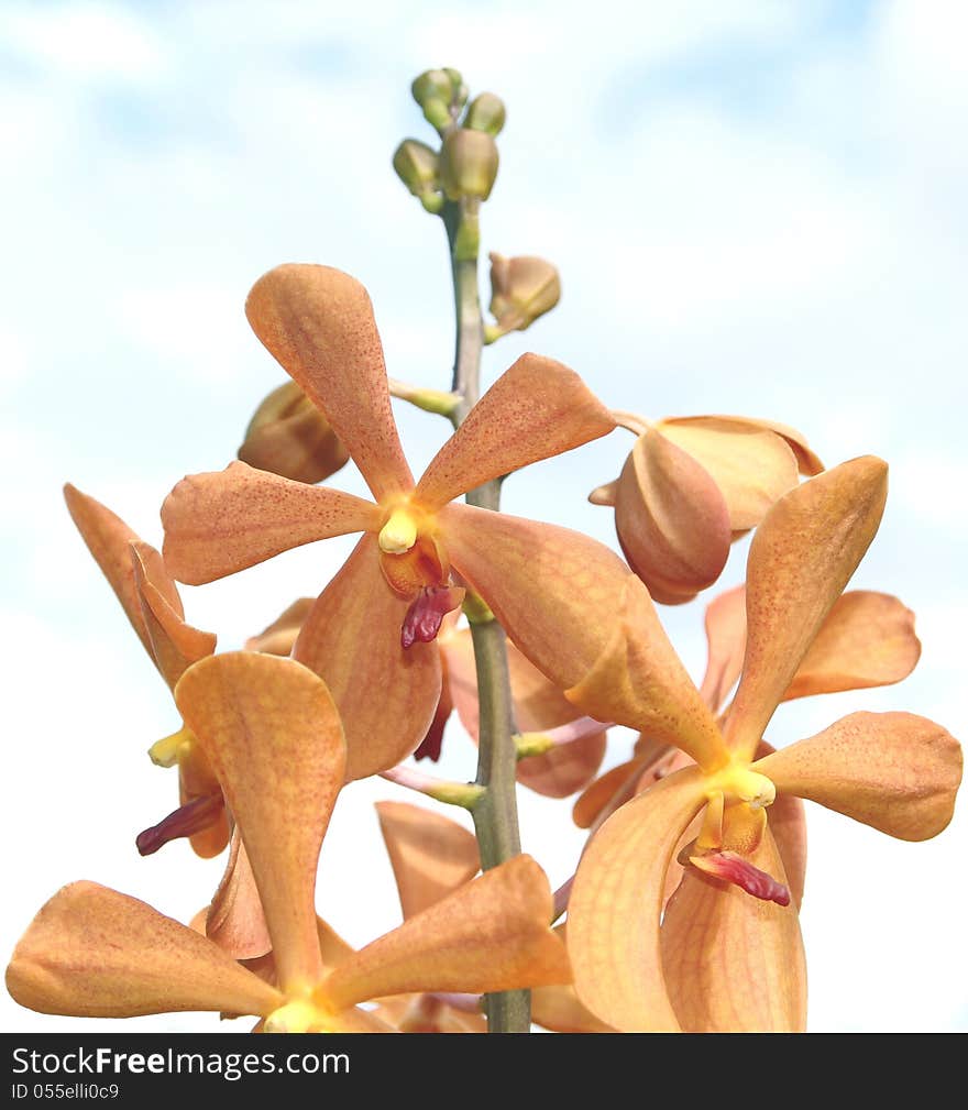 Cluster of orange orchids