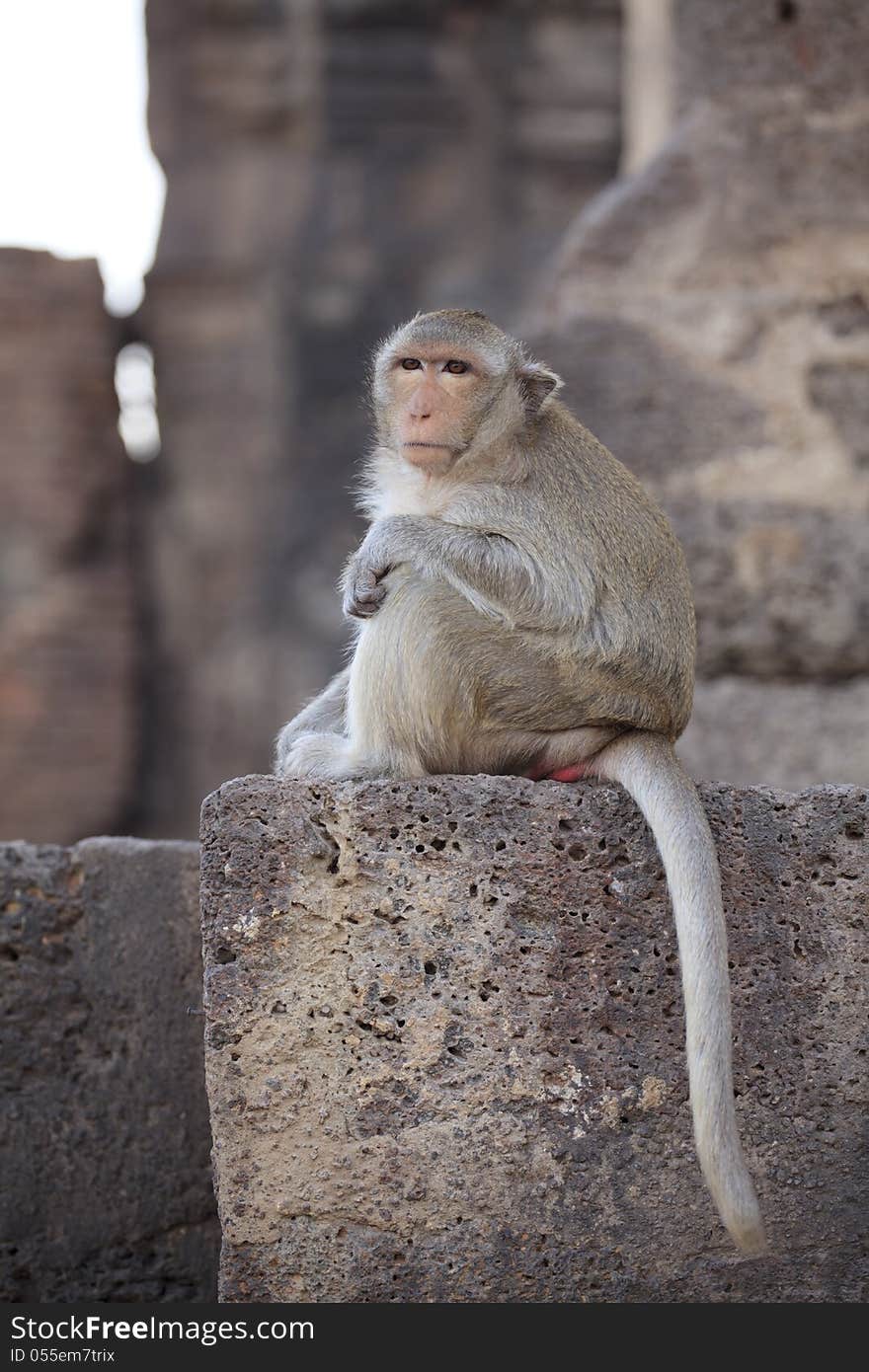 Monkey in Lop Buri Province Thailand