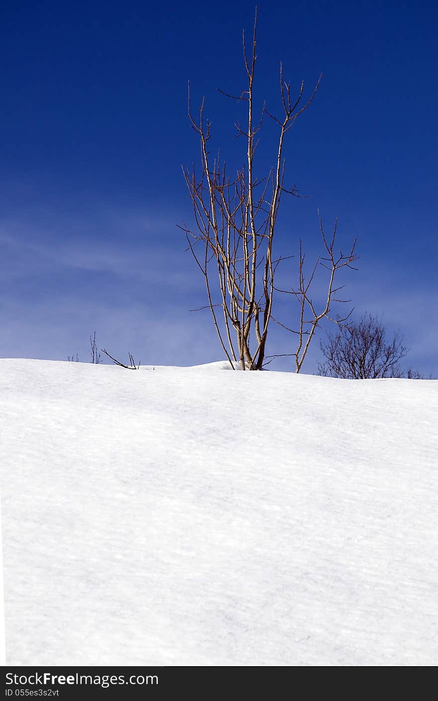 Tree On Hilltop