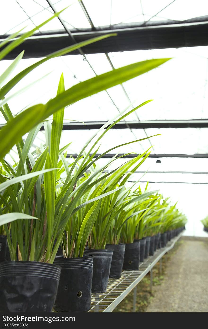 Green plants growing indoors