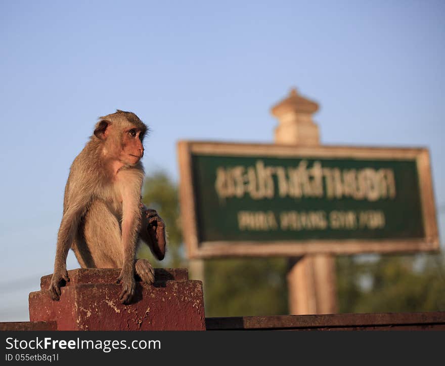 Monkey in Lop Buri Province Thailand