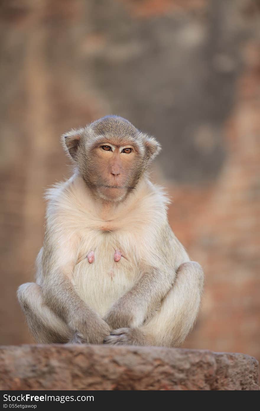 Monkey in Lop Buri Province Thailand