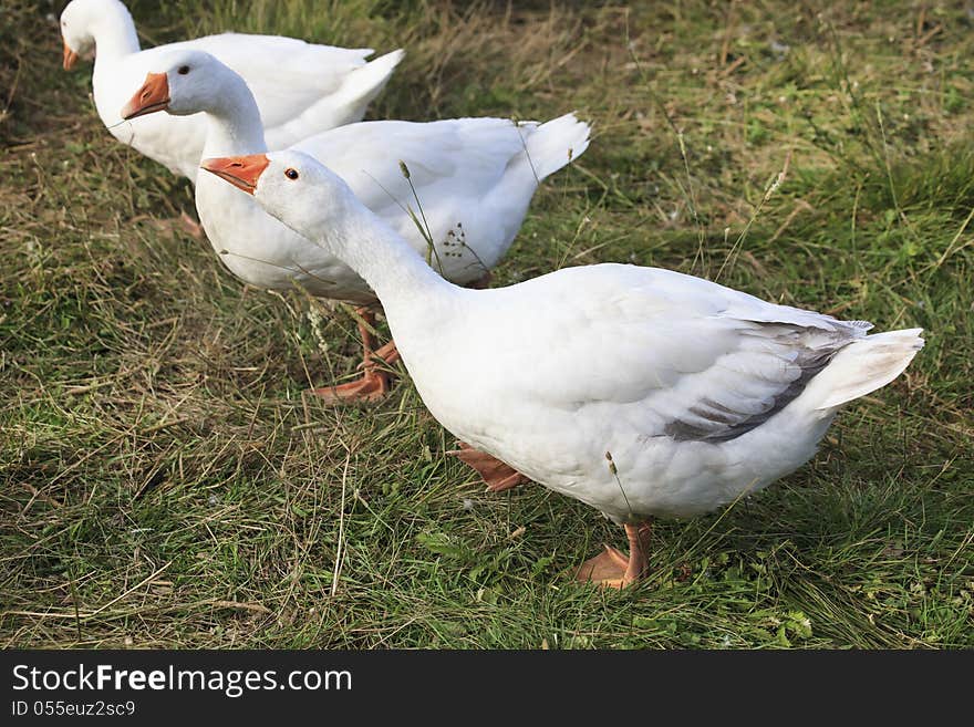 Herd of white domestic geese