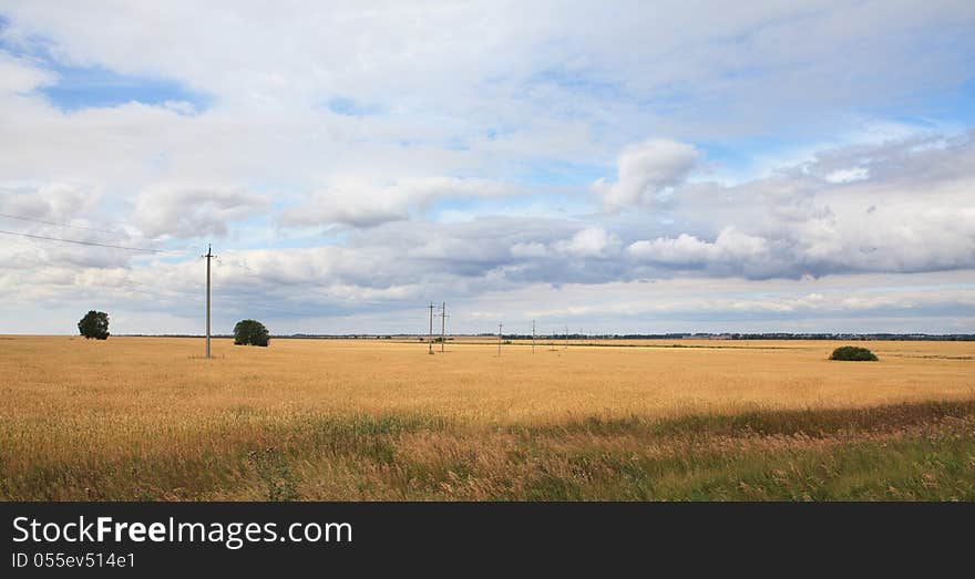 Field Of Ripe Wheat.