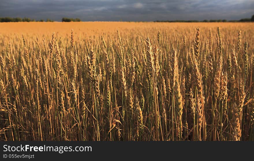 Field of ripe wheat.