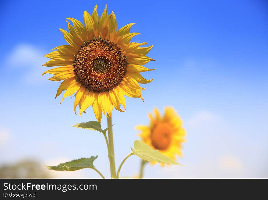 Sunflower And Blue Sky