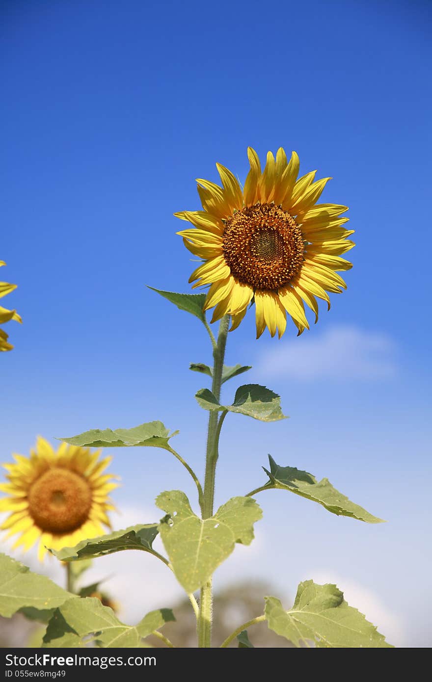 Sunflower And Blue Sky