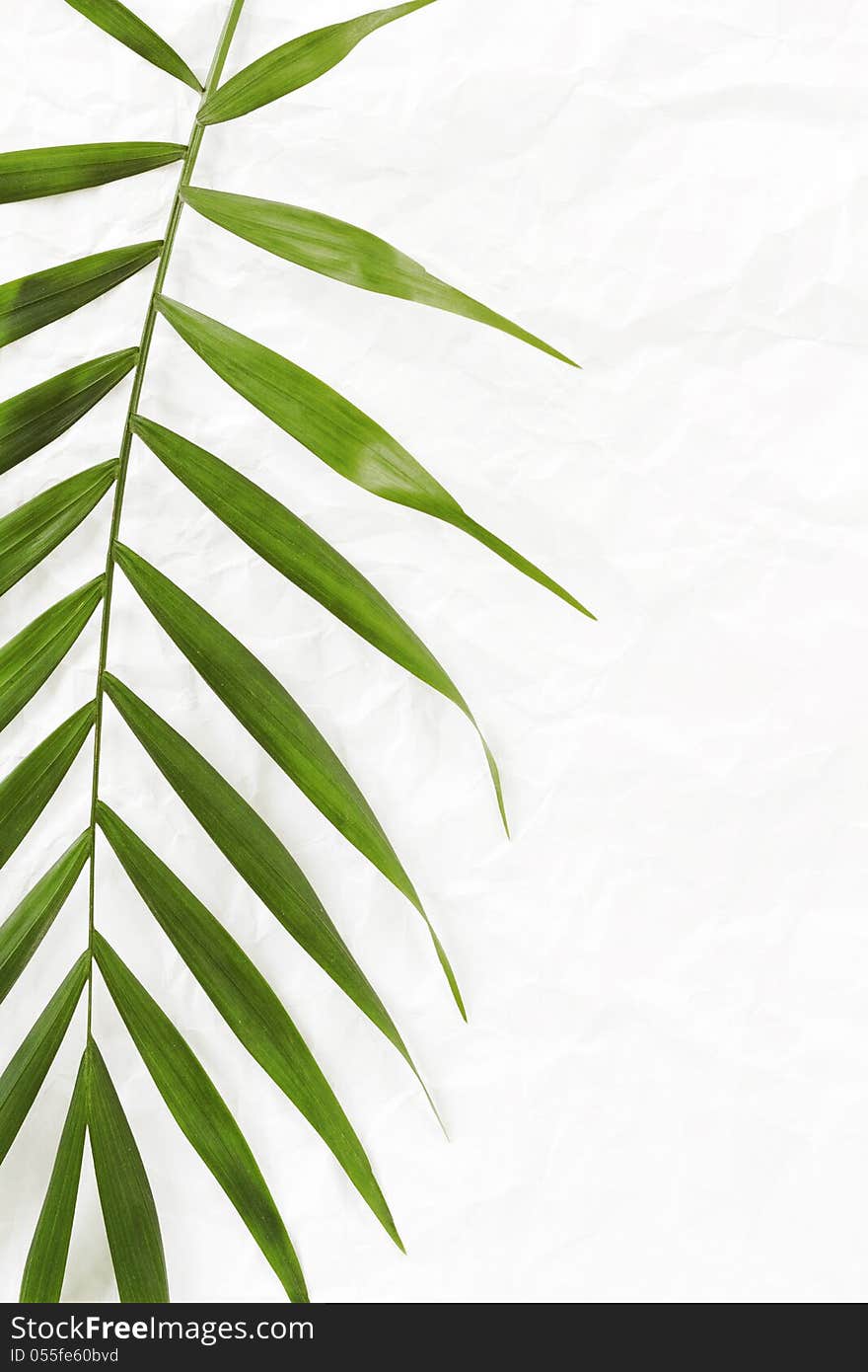 White crumpled paper background with palm leave