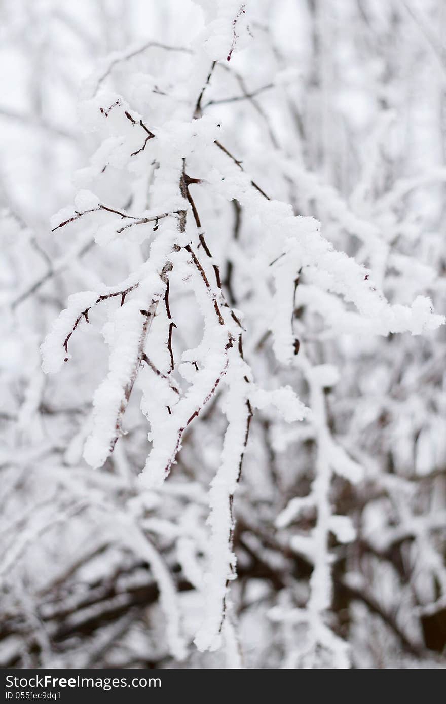 Winter snow branches of tree in overcast