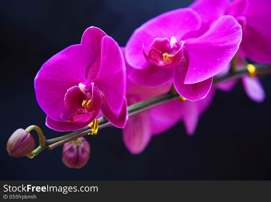 Blooming phalaenopsis