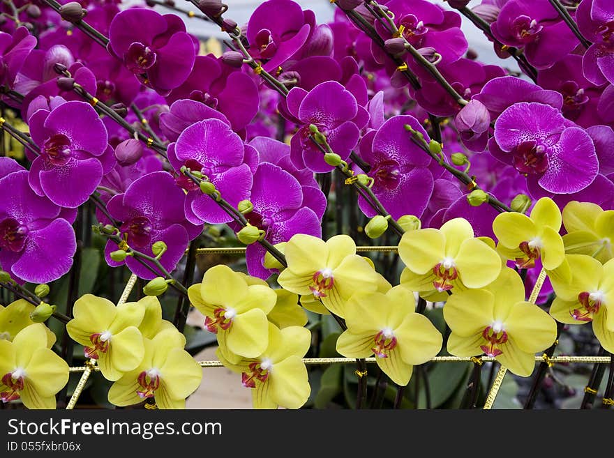 Butterfly orchids for sale in a flower shop during Chinese festival. Butterfly orchids for sale in a flower shop during Chinese festival