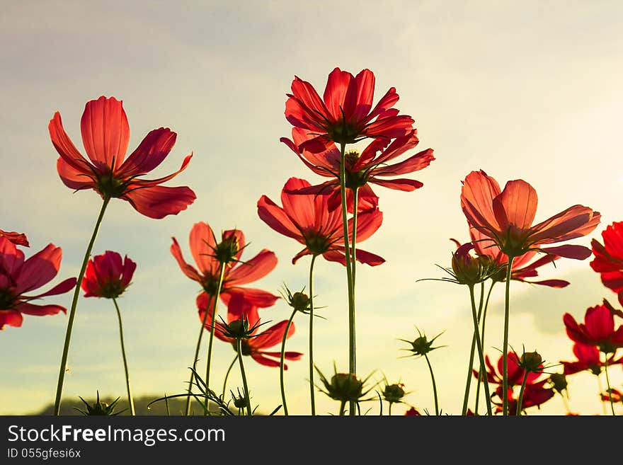 Red Cosmos Flowers