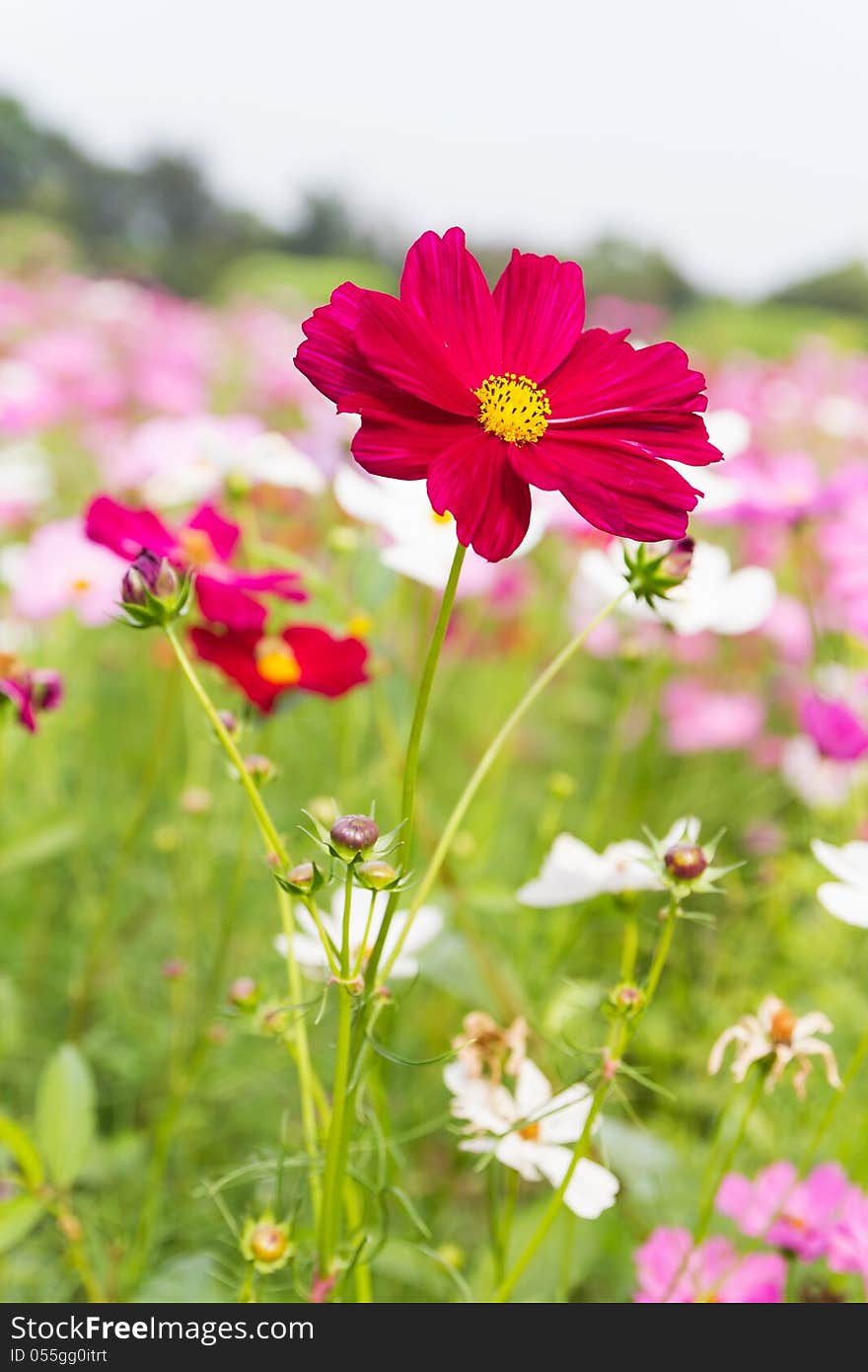 Field of red cosmos flowers in Thailand