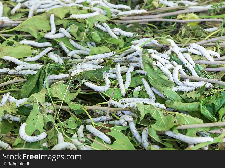 Close up Silkworm eating mulberry green leaf