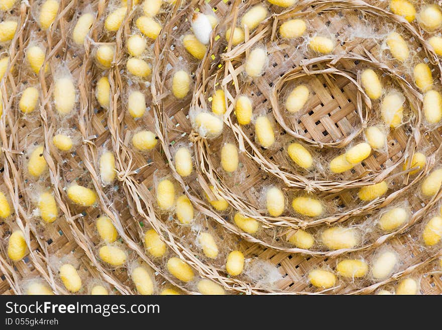 Group of silkworm cocoons nests.Bombycidae is a family of moths