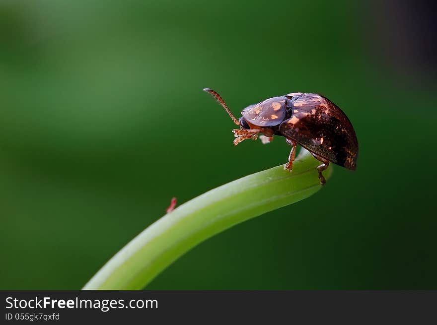 Coleoptera Chrysomelidae Cassidinae insects,like to clear up his own body. Coleoptera Chrysomelidae Cassidinae insects,like to clear up his own body.