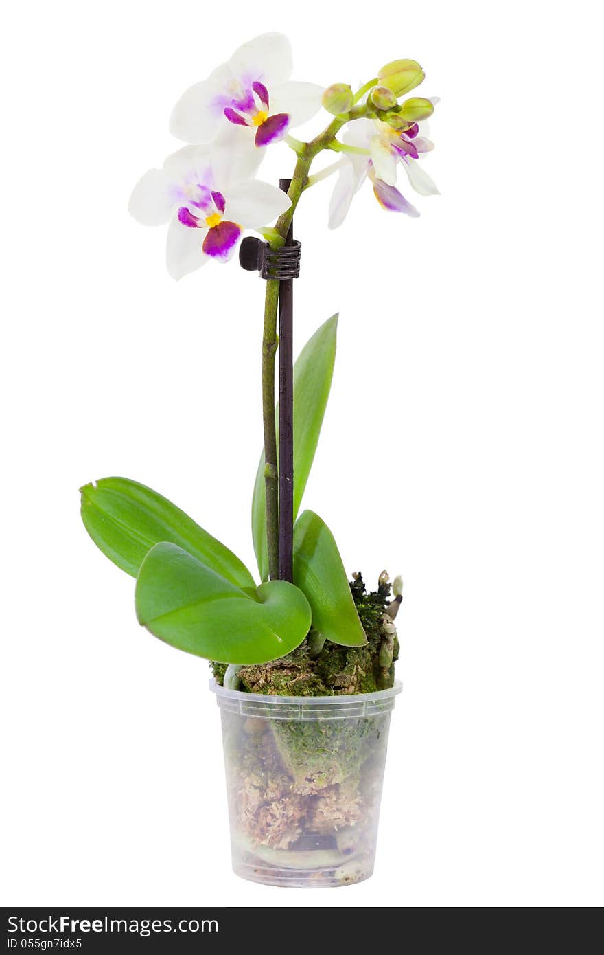 Blossoming Plant Of Small Orchid