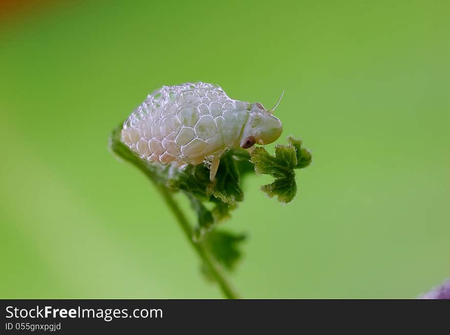 Spittlebug or Froghopper