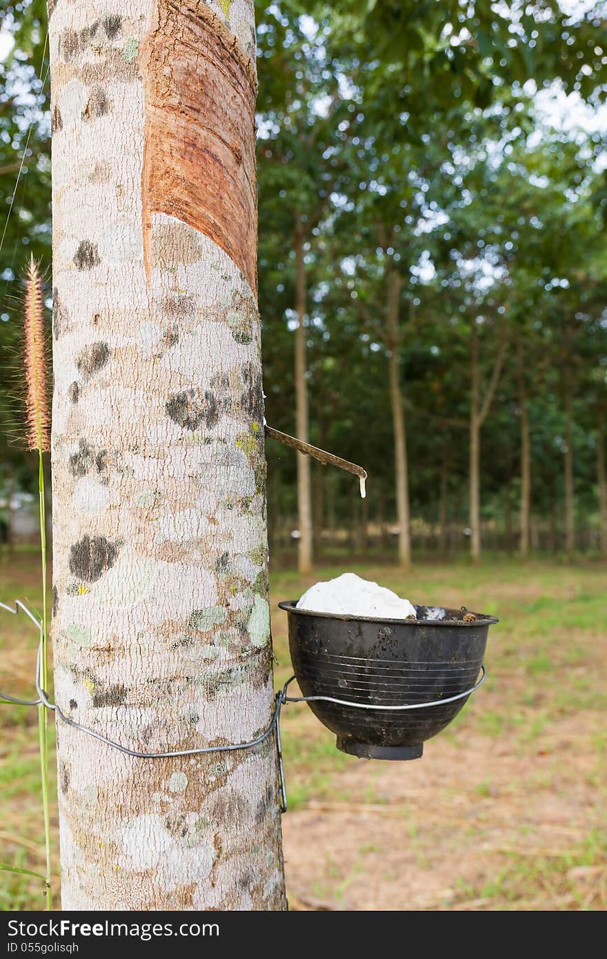 Close up of tapping latex from rubber tree in Thailand