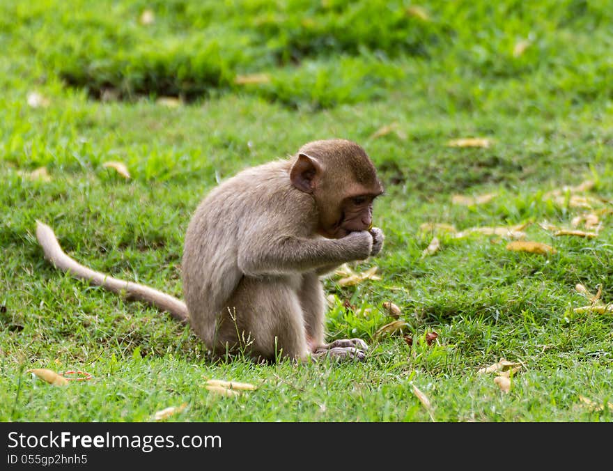 The Monkey Baby 0n grass In Lopburi , Thailand