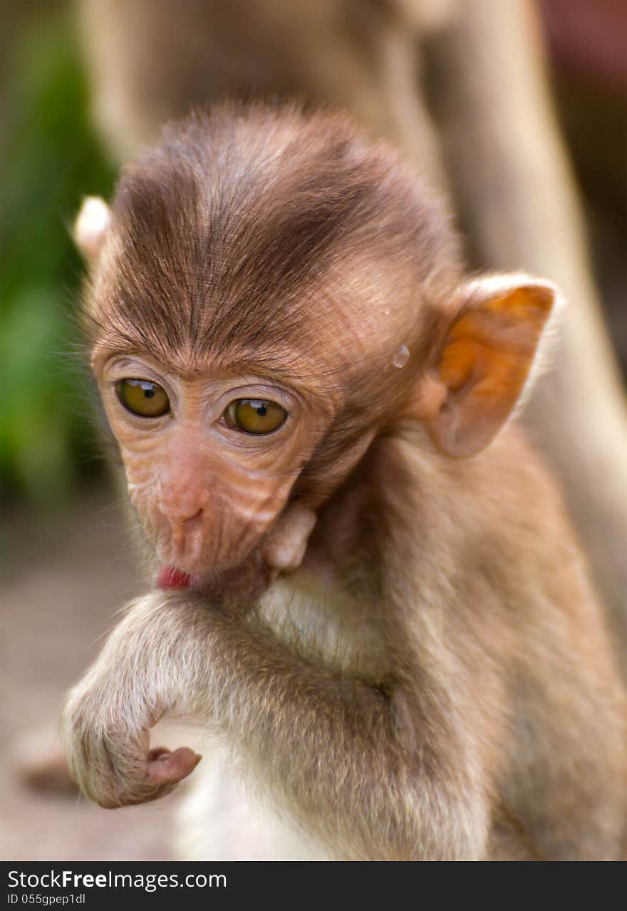 The Monkey Baby In Lopburi Of Thailand