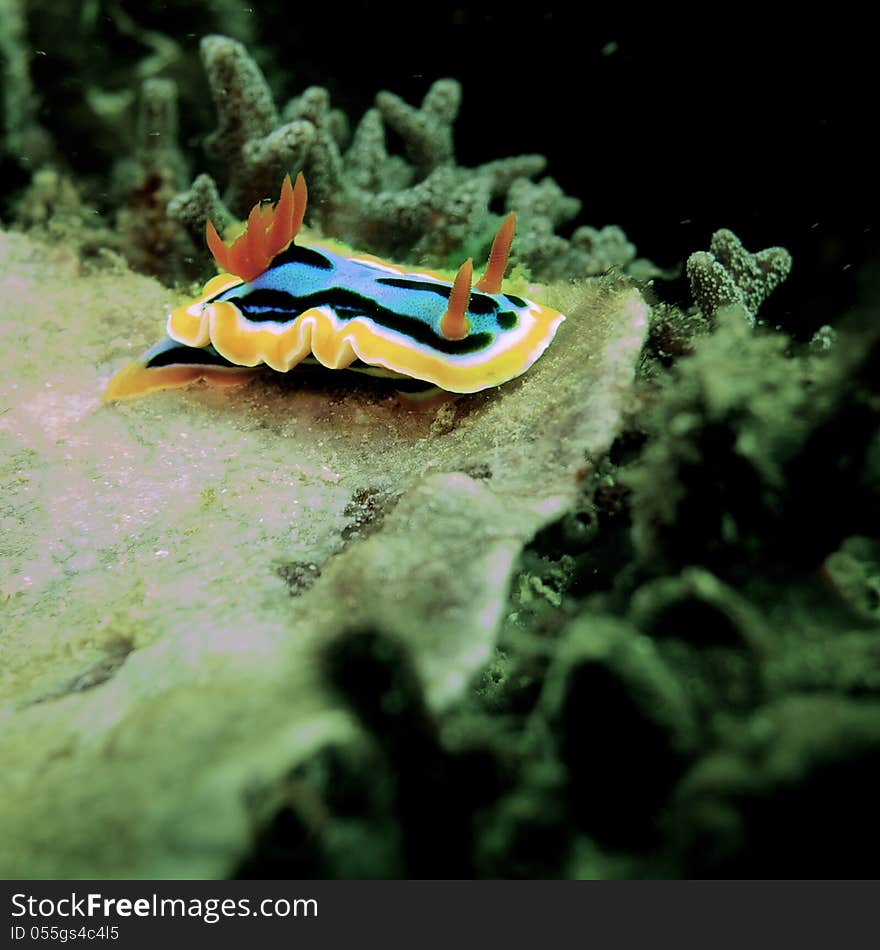 Anna's Magnificent Slug on the coral reef. Anna's Magnificent Slug on the coral reef