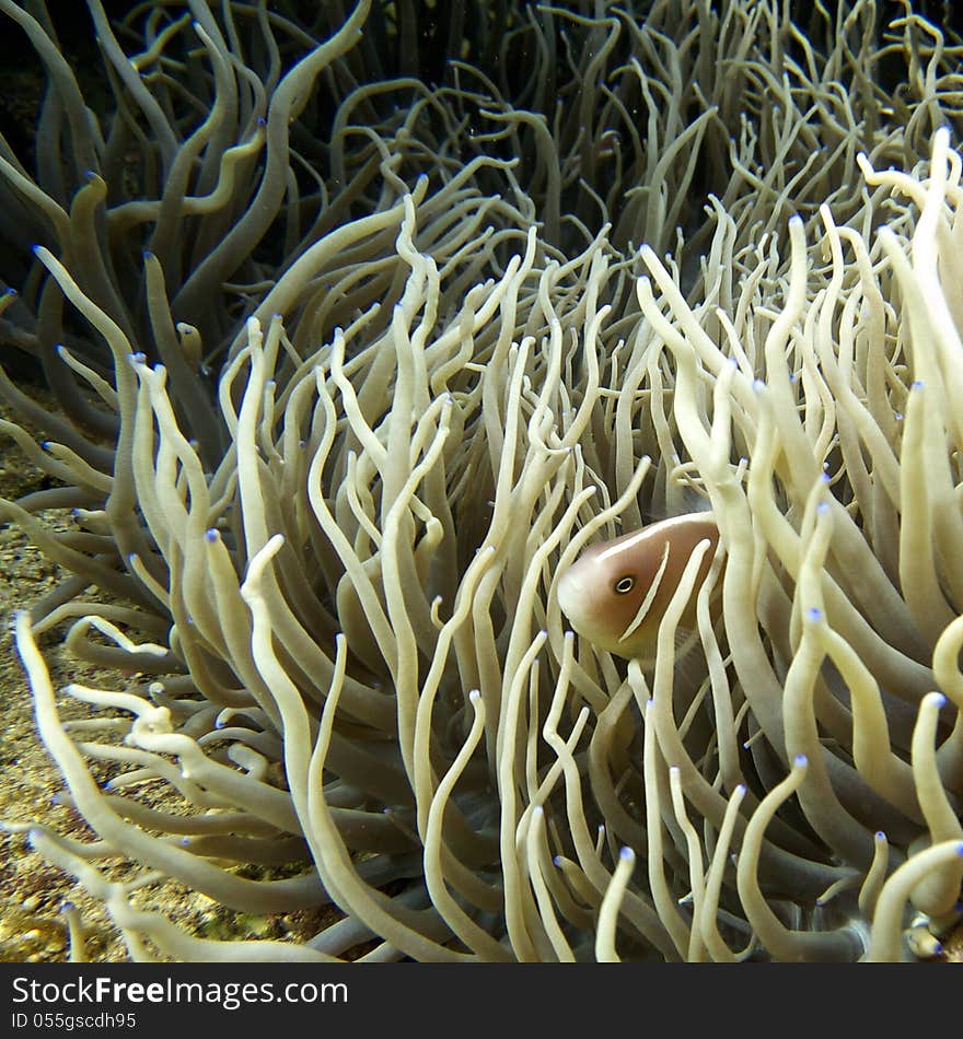 Anemonefish