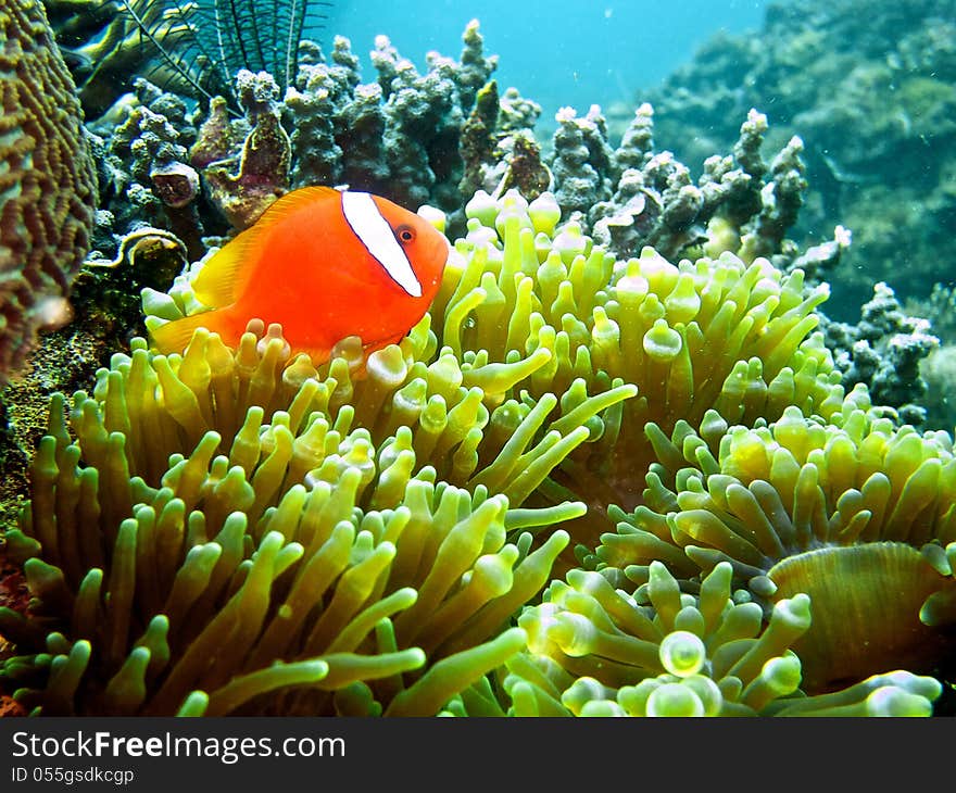 Anemonefish