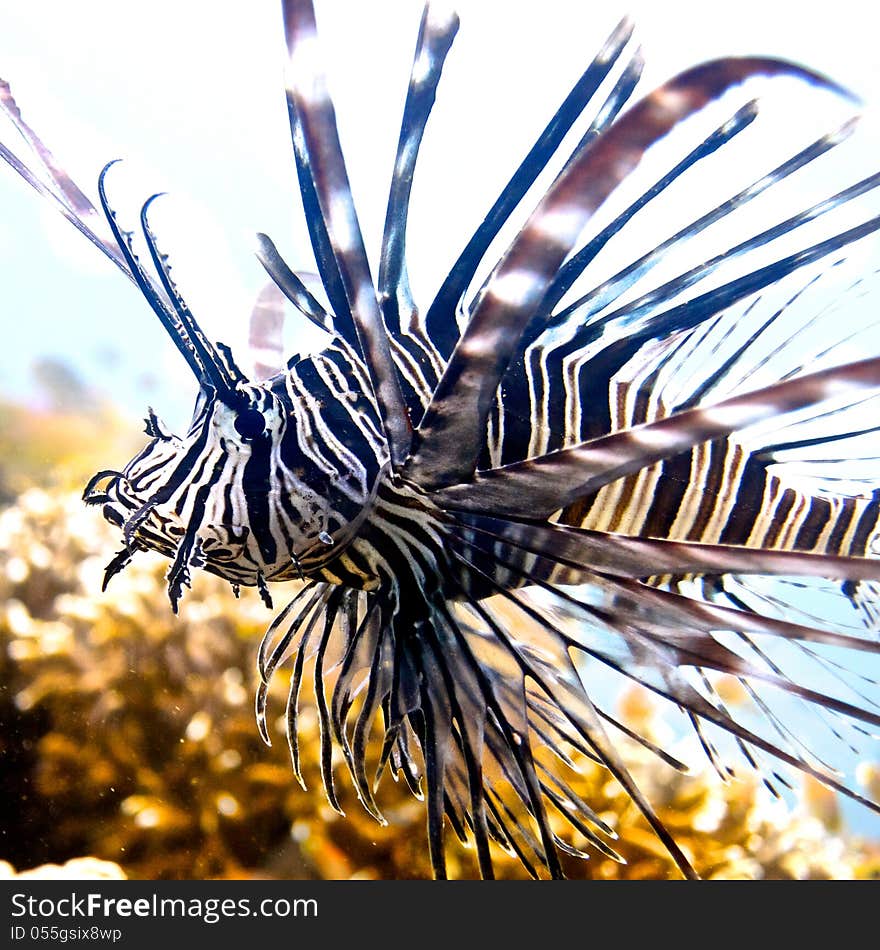 Zebra Lion Fish