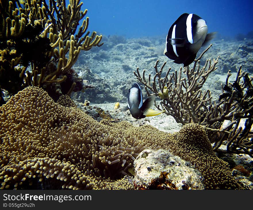 Anemonefish