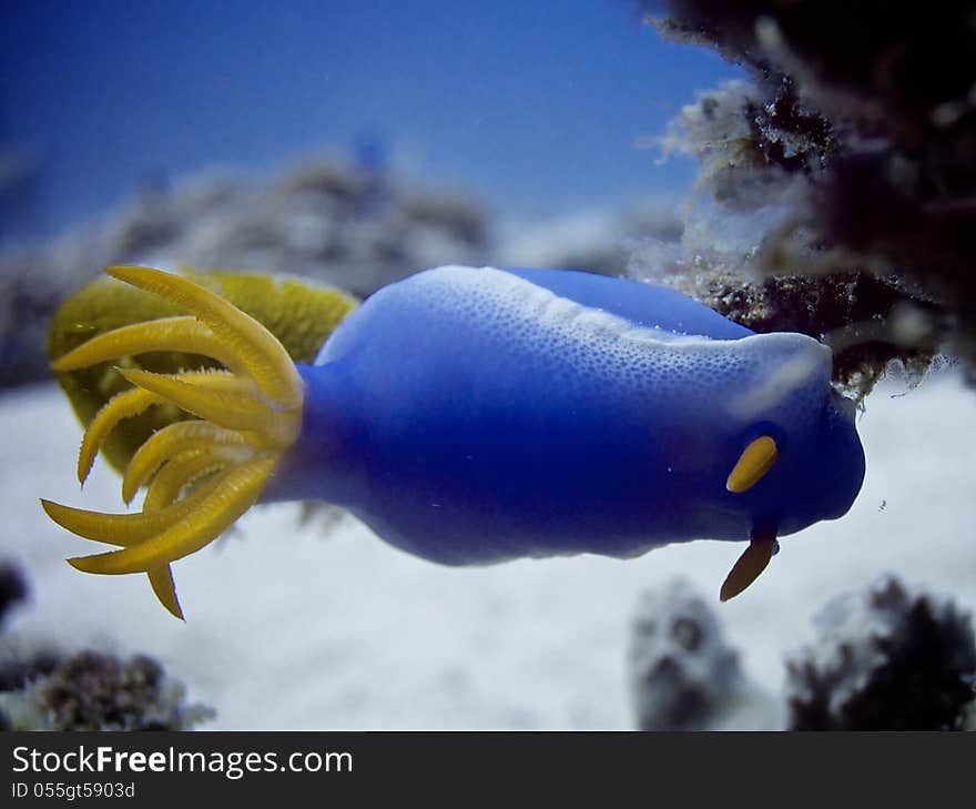 Variable Hypselodoris Slug, Nudibranch