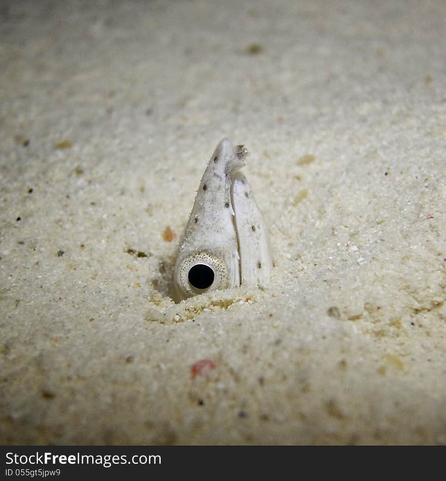 Sand Eel Looking for Food