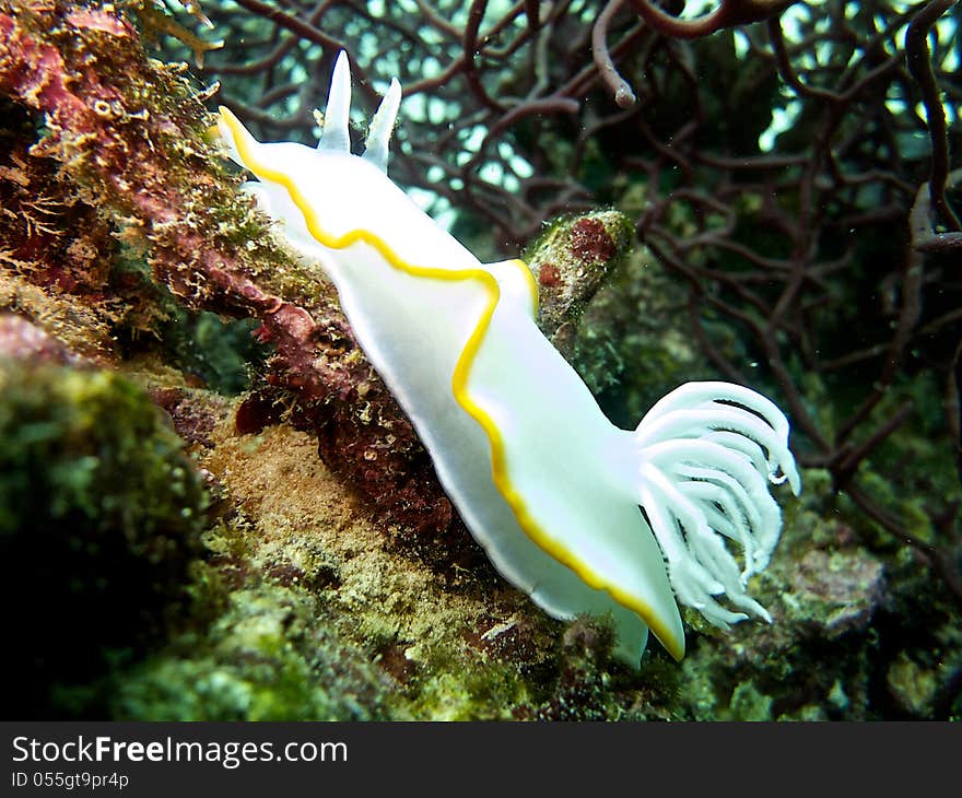 Egret Ardeadoris Slug, Nudibranch