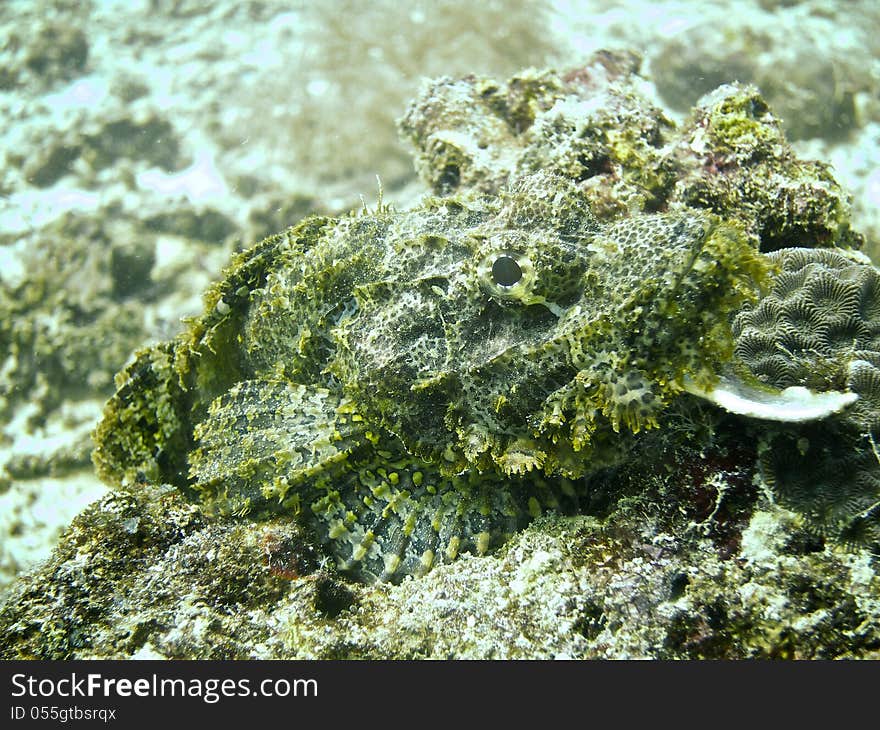 Scorpion Fish