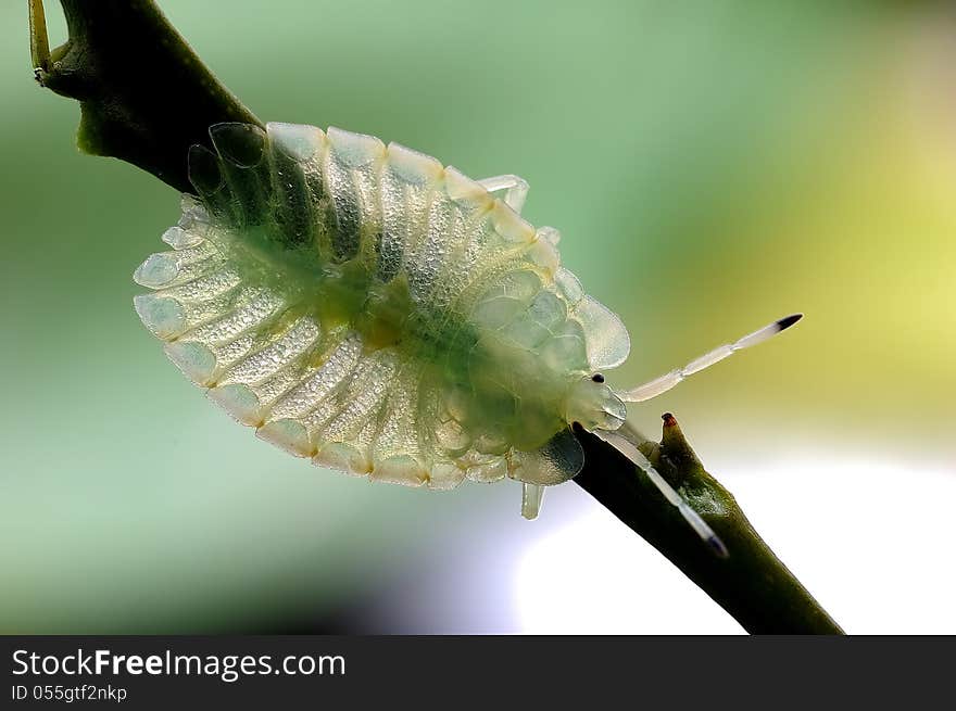 Stink bug or Pentatomidae