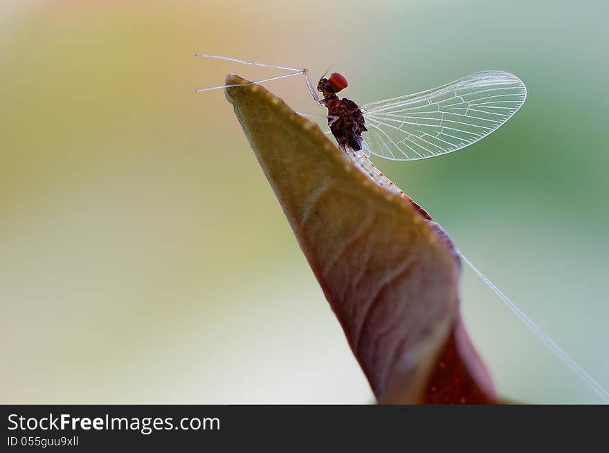 Mayfly or Ephemeroptera