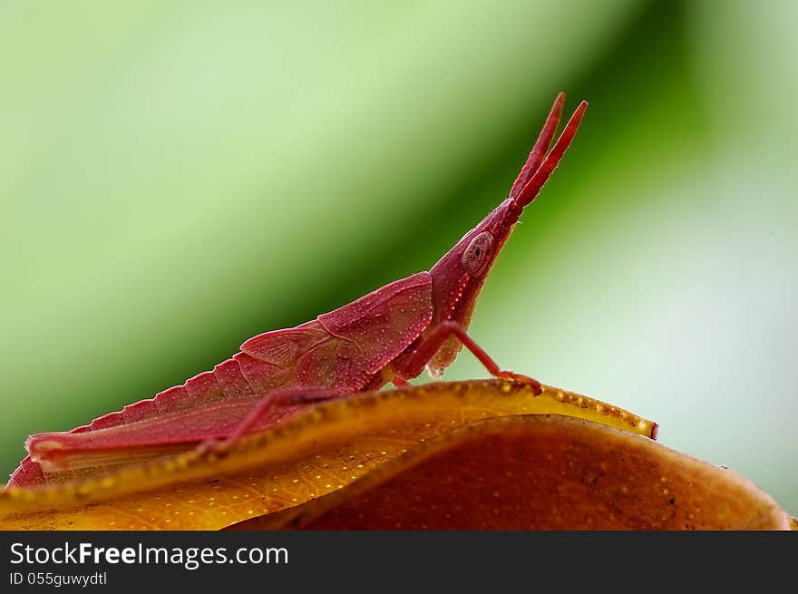 Tettigonioidea or grasshopper