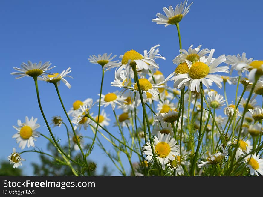 Chamomile