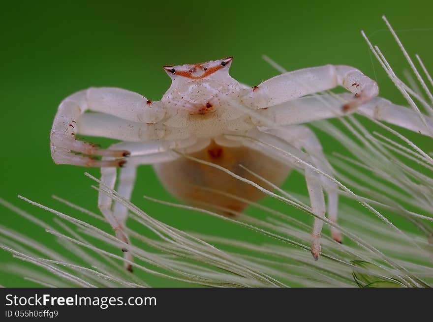 And White And Fat Of Spider