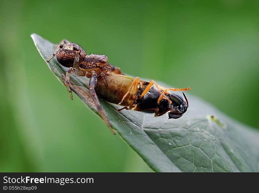 Spiders food