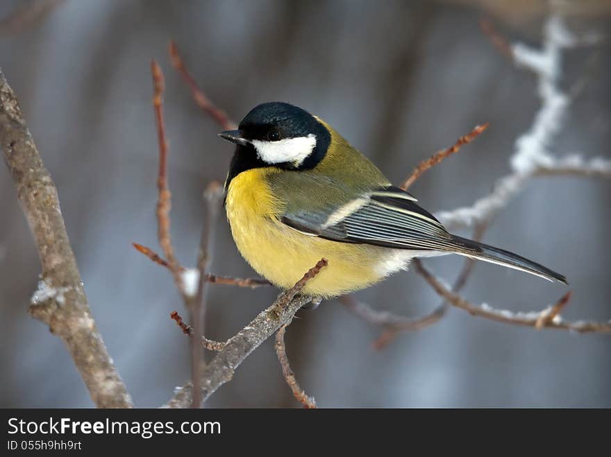 The great tit sitting on a branch