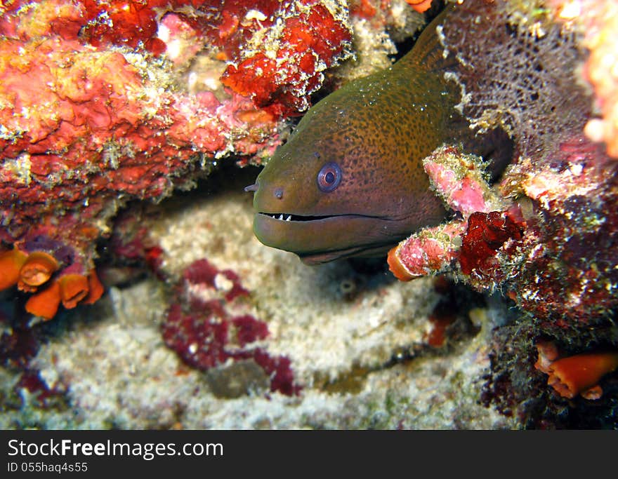 Close up of head of moray eel in coral reef