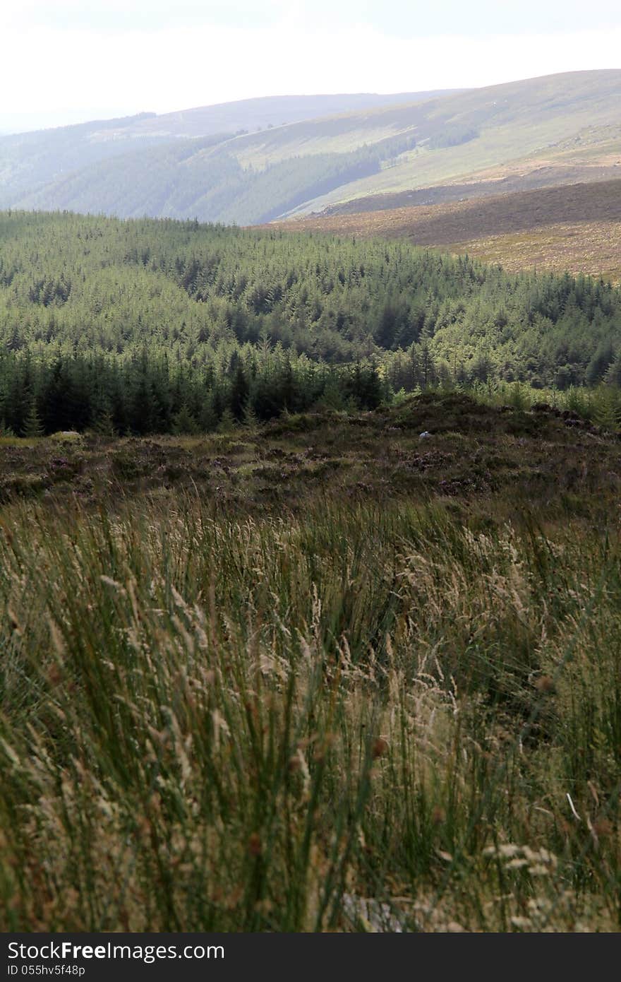 Irish Countryside