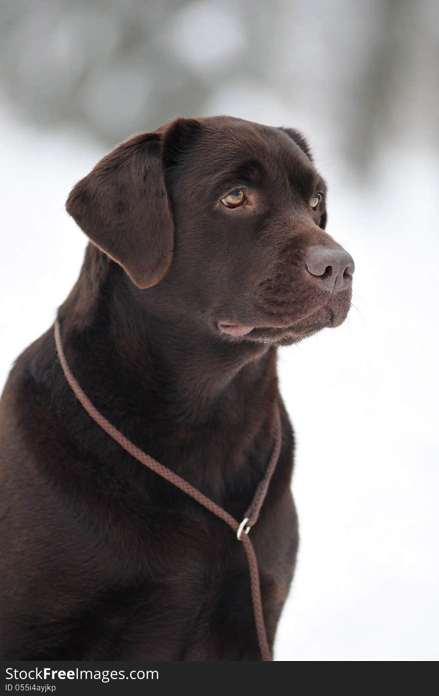 Brown labrador portrait