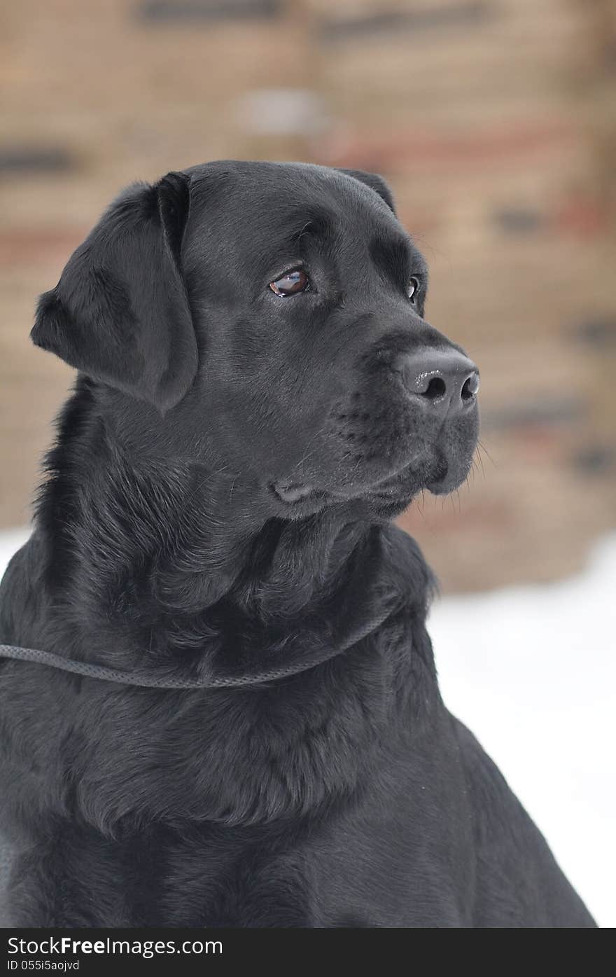 Black labrador portrait outdoor in winter. Purebred, well-groomed beautiful dog.