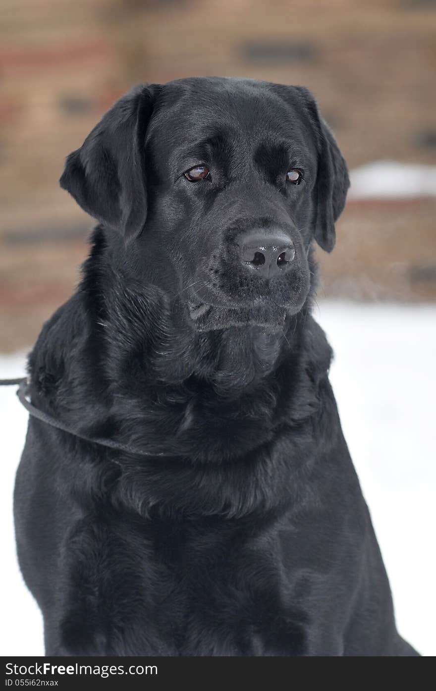 Black labrador portrait outdoor in winter. Purebred, well-groomed beautiful dog.