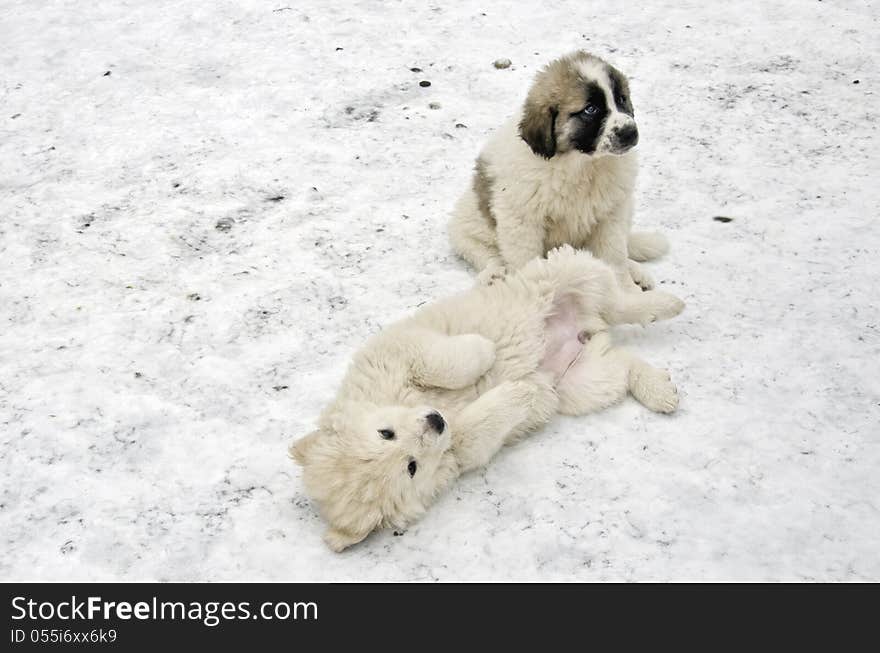 Romanian shepherd puppies in a snowy winter day