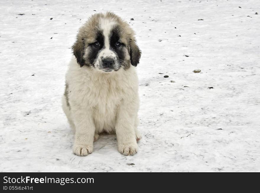 Romanian shepherd puppy