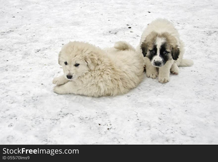 Romanian shepherd puppies in a snowy winter day