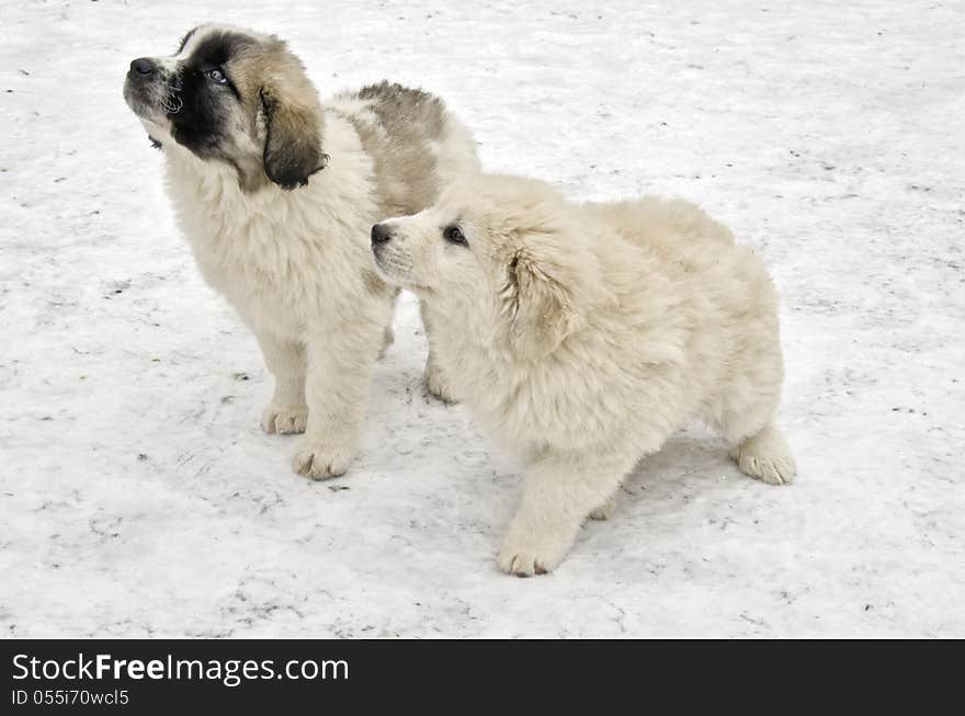 Romanian Shepherd Puppies